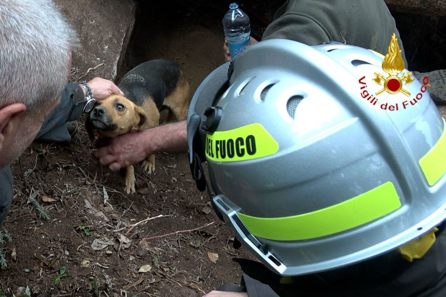 Rimane incastrato in una cavità rocciosa: cane salvato dai Vigili del Fuoco