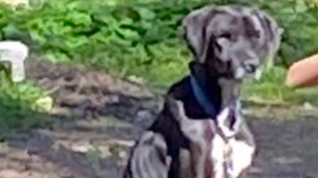 Siniscola. Cani da caccia maltrattati: scatta la denuncia per una donna di Nuoro dopo l’intervento delle guardie zoofile