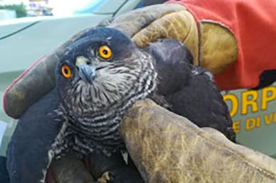 Falco pecchiaiolo salvato dai Forestali
