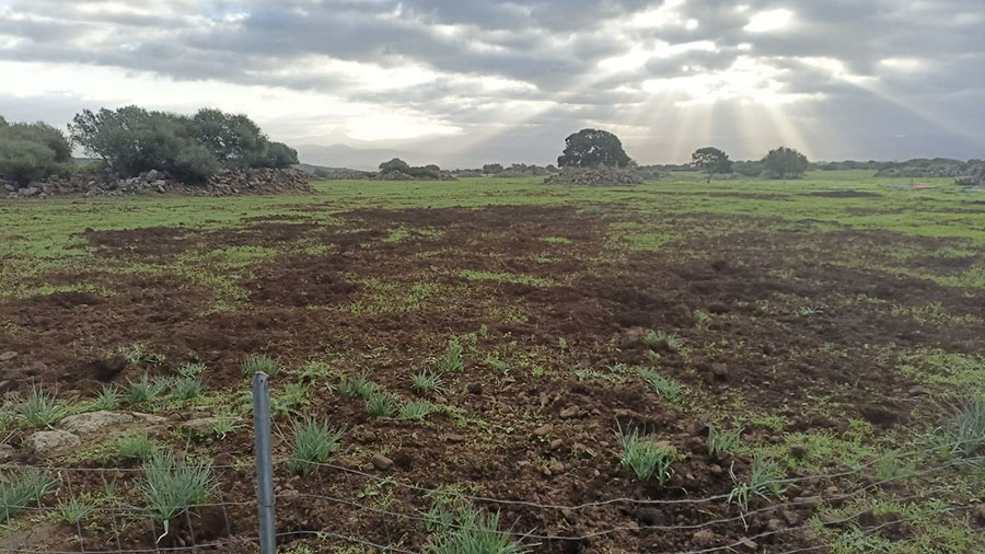 Coldiretti. In Sardegna danni alle colture e croci sulle strade in aumento per colpa dei cinghiali