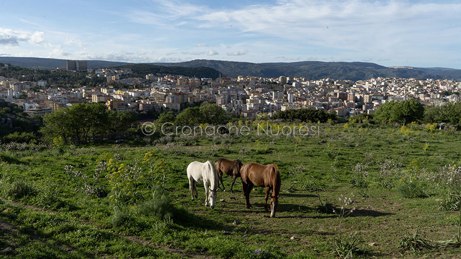 Nuoro.  Avviato il collaudo per i 44 alloggi di “Su Pinu”