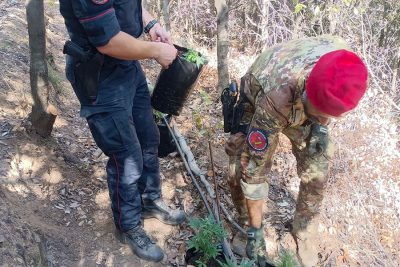 I carabinieri estirpano la piantagione di marijuana