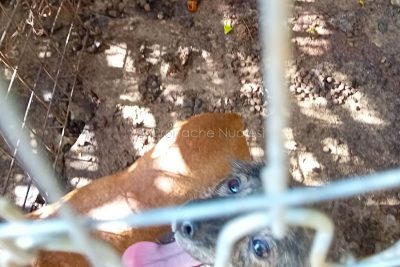 Cani da caccia maltrattati a Siniscola
