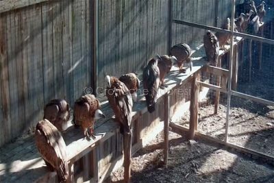 I grifoni all'interno di una voliera
