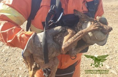 La volpe salvata dal Corpo Forestale