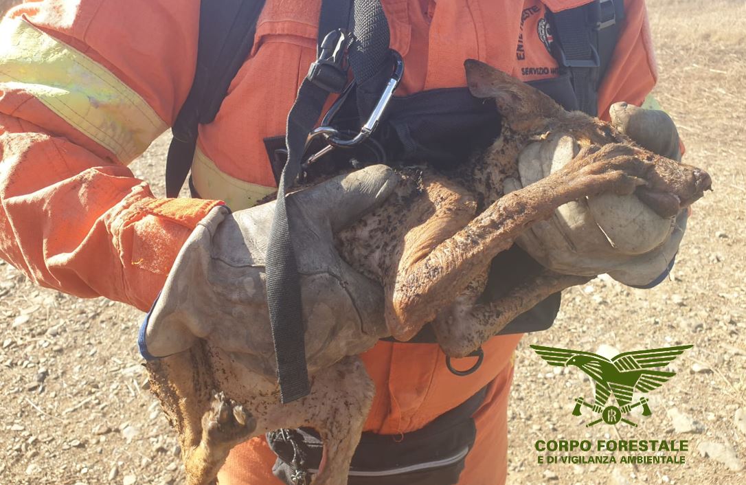 Piromani ancora in azione: volpe salvata dalle fiamme dagli uomini di Forestas