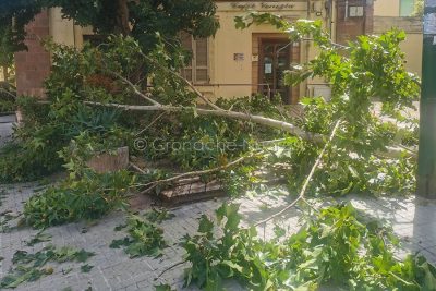 L'albero spezzatosi in viale Trieste (foto Cronache Nuoresi)