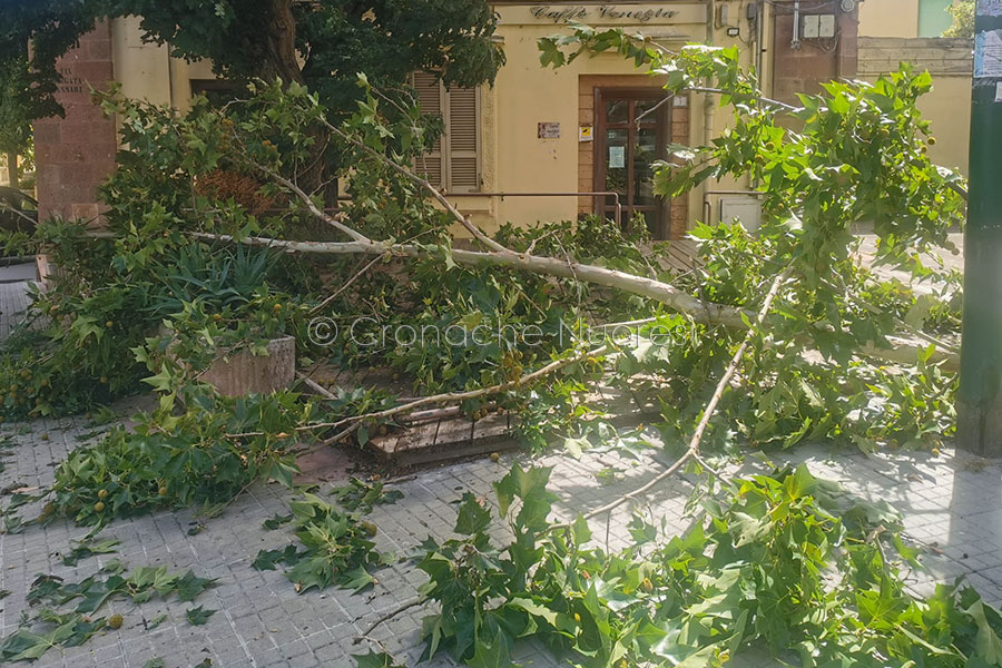 Tragedia sfiorata a Nuoro. Si spezza un albero per il vento: salva per miracolo una passante