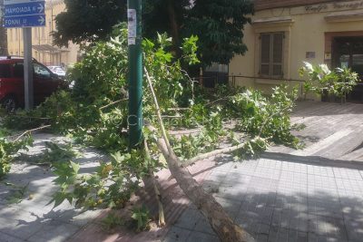 L'albero spezzatosi in viale Trieste (foto Cronache Nuoresi)