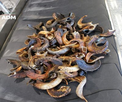 Le corna di montone sequestrate a Cagliari
