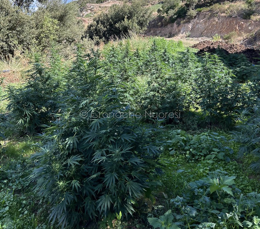 Orgosolo. La Polizia “smantella” due piantagioni sequestrando circa 300 chili di marijuana