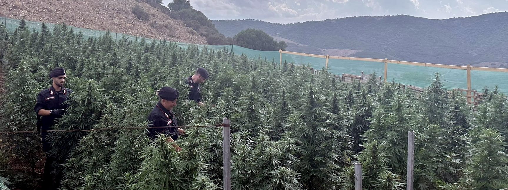 Lula. Scoperta una piantagione di oltre 300 piante di marijuana: denunciato un 23enne