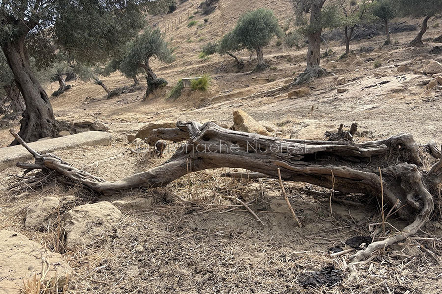 Siccità. In arrivo 13 milioni di aiuti alle imprese agricole del Nuorese