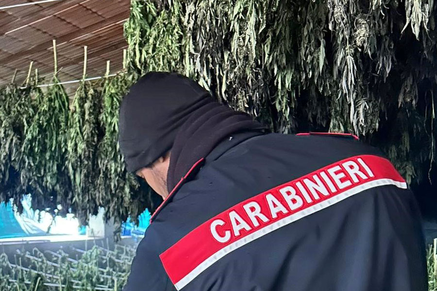 Maxi sequestro di cannabis sul Lago Coghinas: 400 piante, arrestati tre uomini