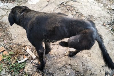 Il cane maltrattato a Orosei