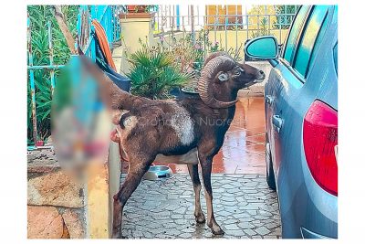 Il muflone rimasto infilzato della ringhiera
