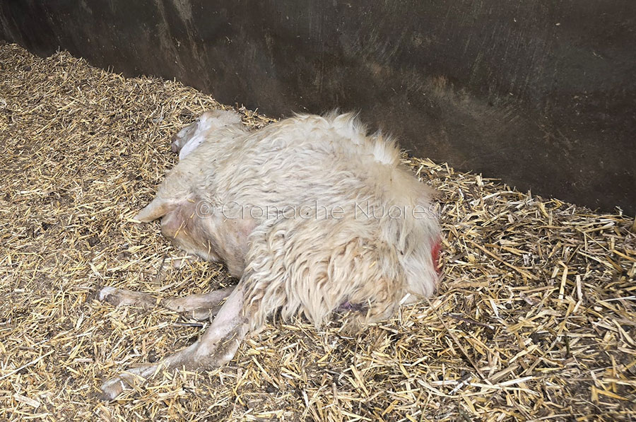 Lingua blu. La Regione stanzia 13,5 MLN di euro ma per Coldiretti non basta