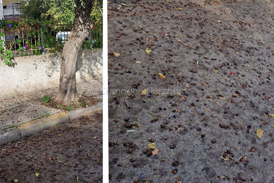Nuoro nel degrado: strade impraticabili mettono a rischio l’incolumità dei cittadini