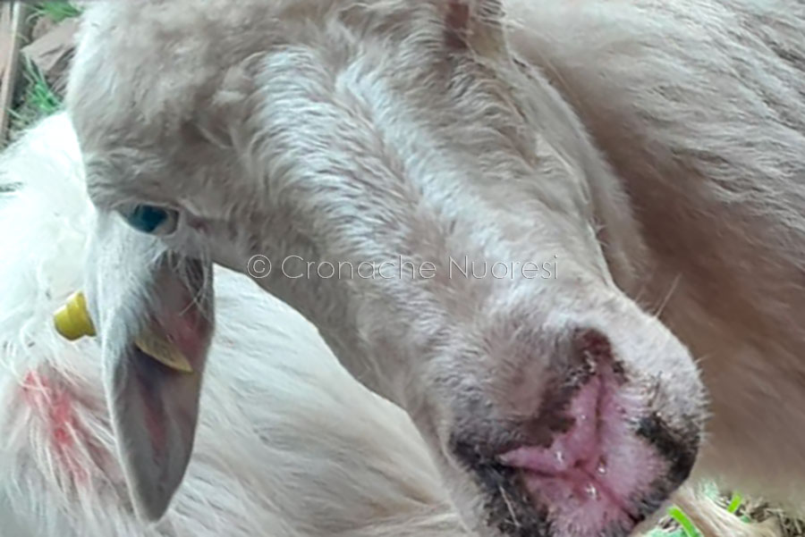 Emergenza Lingua Blu in Sardegna: Allevatori sul piede di guerra, Coldiretti chiede risposte immediate
