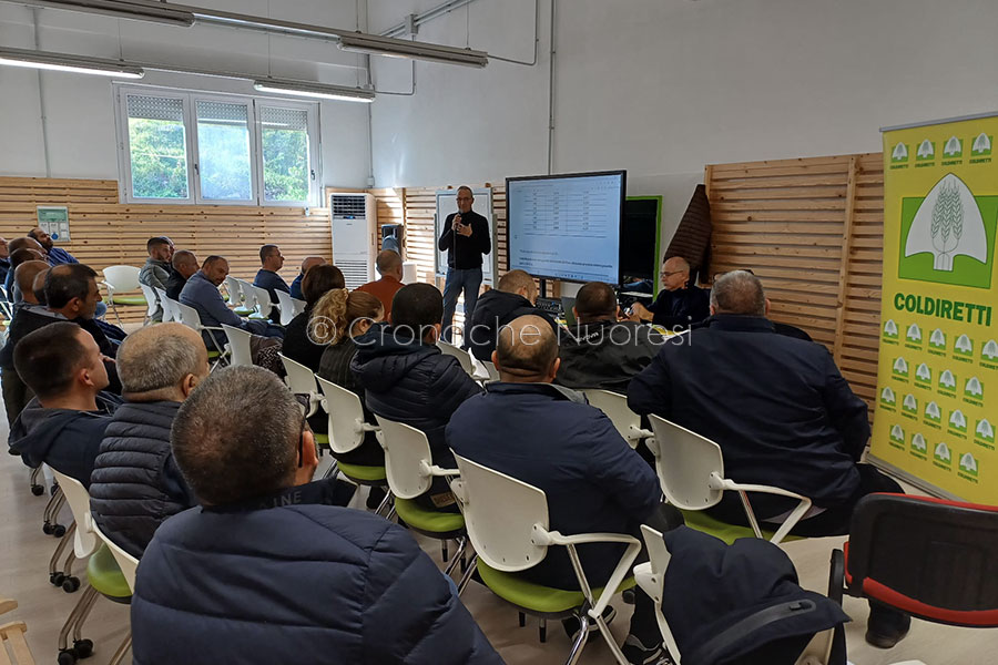 Dal Nuorese all’Italia: il bovino sardo pronto a conquistare i mercati