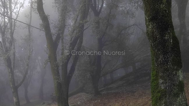 Albero sradicato al monte Ortobene