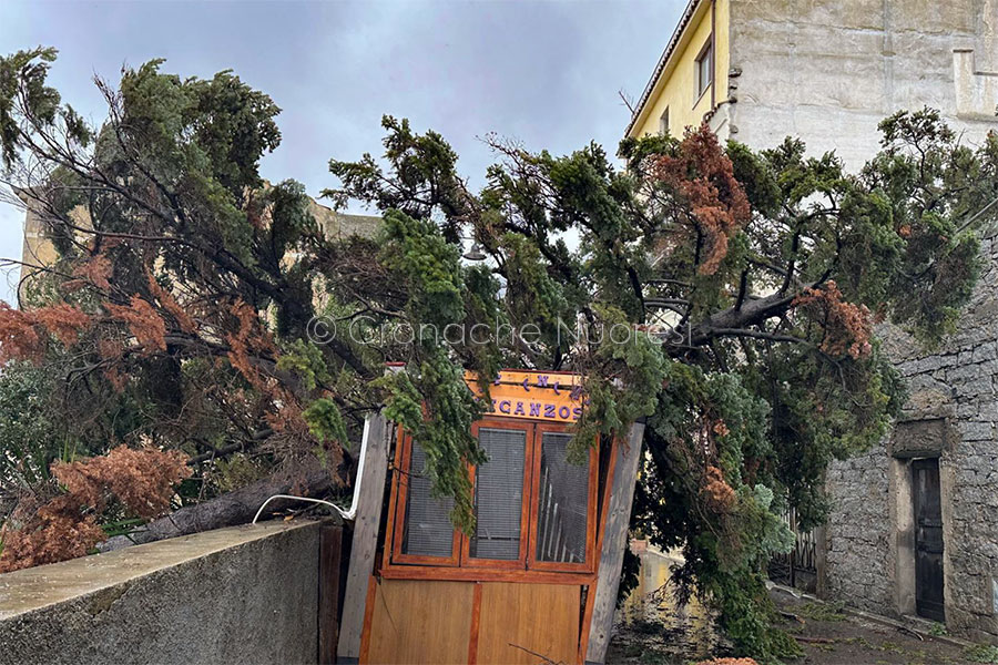 Maltempo. A Orgosolo un albero cade sulla struttura di un bar