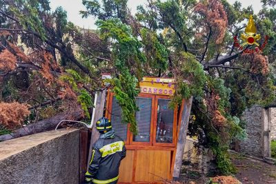 L'albero caduto Orgosolo