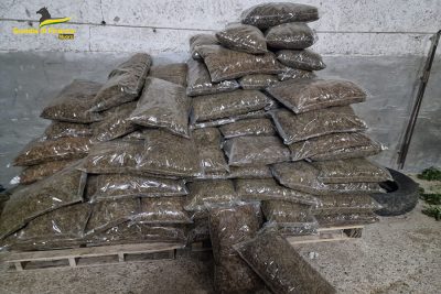 Una parte della marijuana sequestrata a Sarule