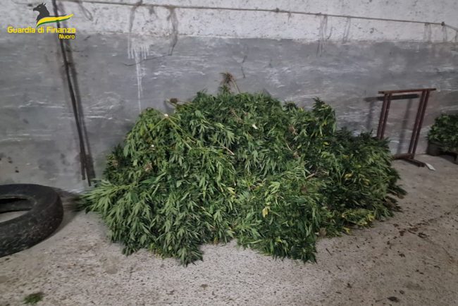 Una parte della marijuana sequestrata a Sarule