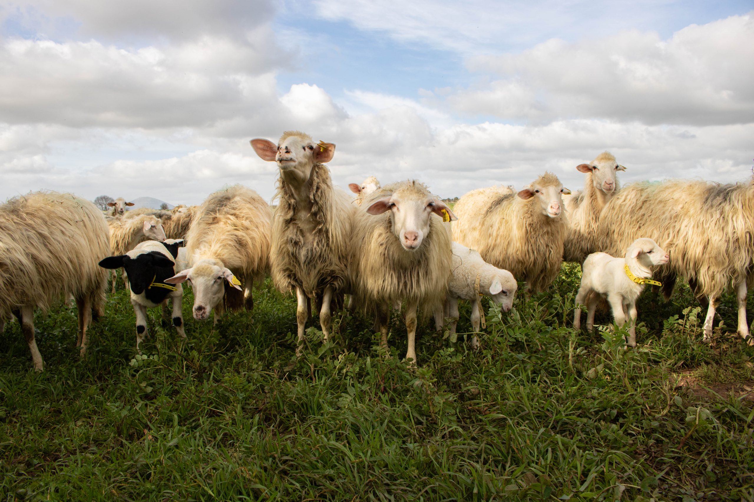 Pecore a fine carriera e carni di qualità: non più scarto ma risorsa