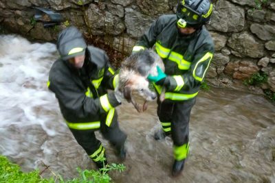 Il cane messo in salvo dai vigili del fuoco