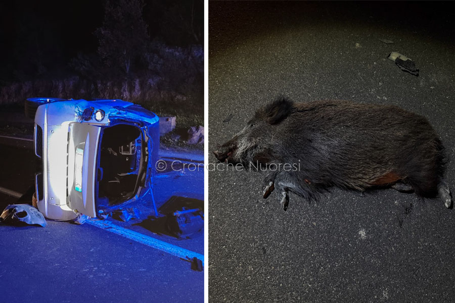 Cinghiale attraversa la SS129: due auto lo centrano in pieno e una si ribalta: due feriti gravi