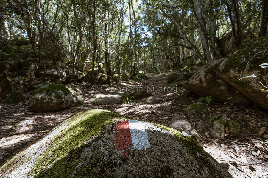 Registrata la convenzione tra Comune e Forestas: al via la cura dei 740 ettari dell’Ortobene