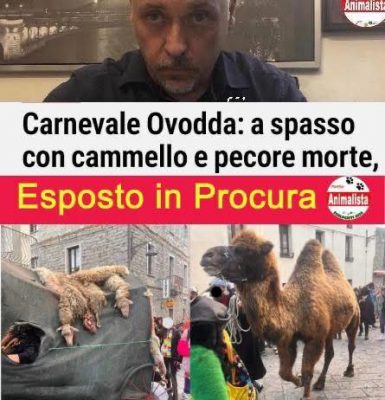 Il post sulla pagina social degli Animalisti