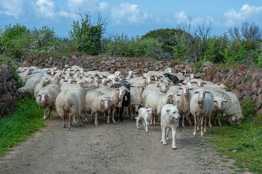 Echinococcosi. Al via la prevenzione nelle scuole ogliastrine