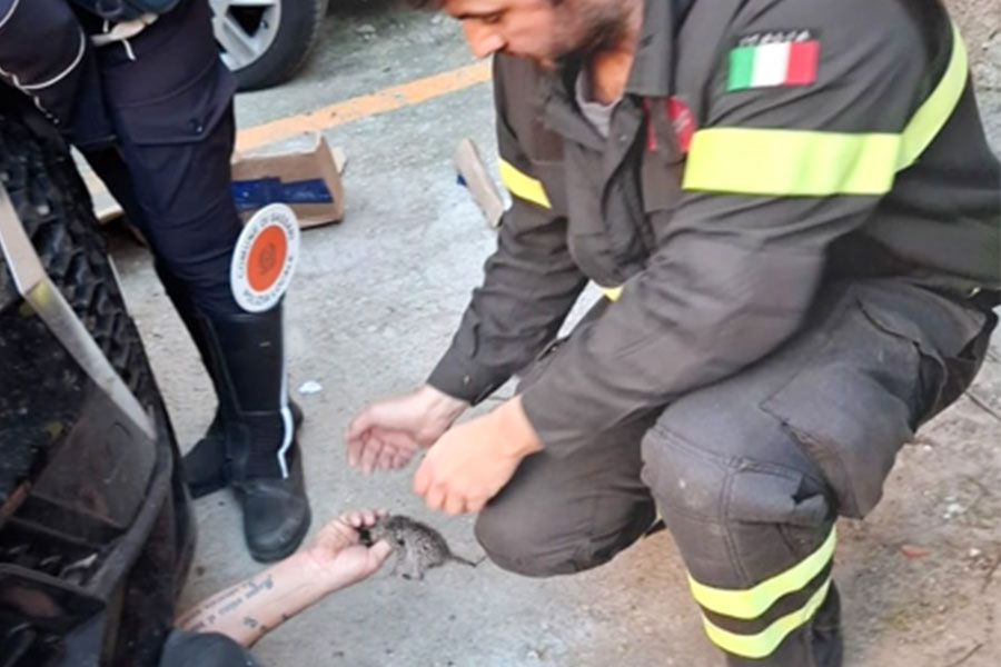 Sassari: I Vigili del Fuoco salvano quattro gattini intrappolati in un motore – VIDEO