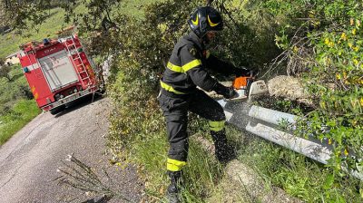 Vigili del fuoco al lavoro su un albero caduto