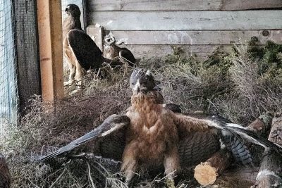 Aquile di Bonelli pronte per essere liberate