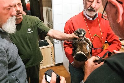 Inanellamento aquila del Bonelli