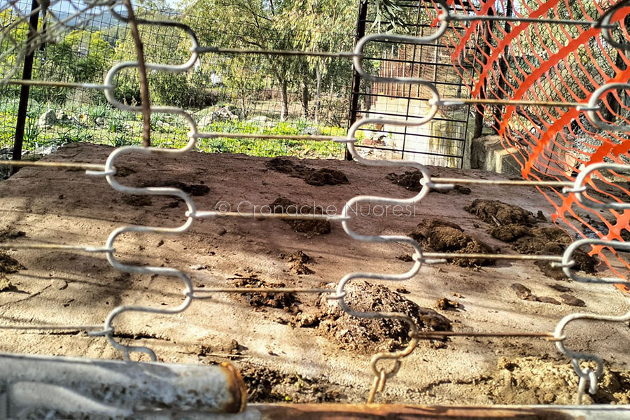 Una delle gabbie oggetto della denuncia di AnimalCrimes