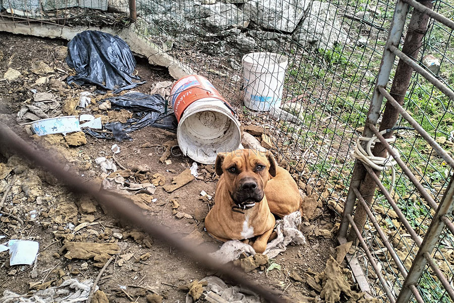 Stop Animal Crimes. “Cani maltrattati e fatti sparire a Nuoro: scattano le denunce ma Autorità preposte,  ASL e  Polizia Locale ignorano le segnalazioni “