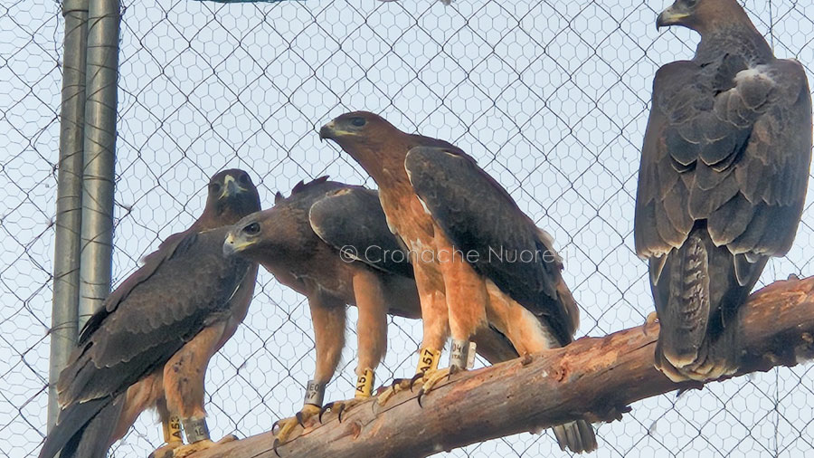 Sette aquile di Bonelli tornano a volare nei cieli della Sardegna