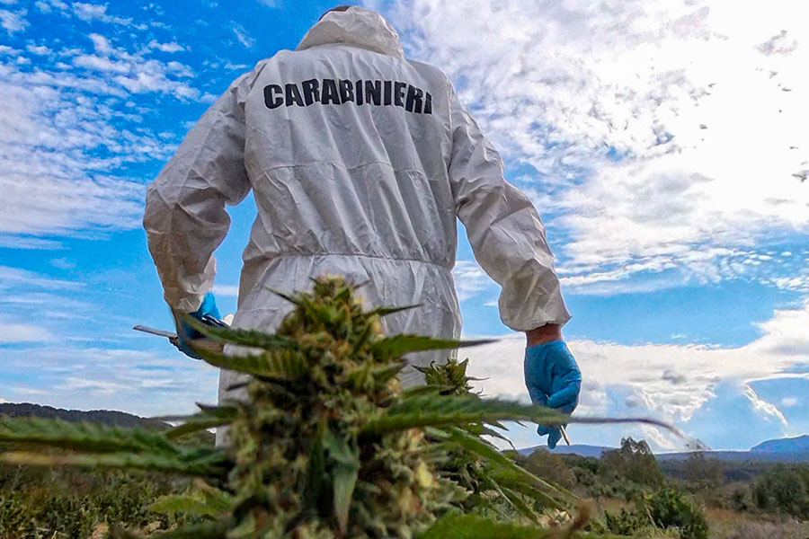Maxi sequestro di marijuana a Sindia: due arresti