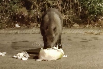 Un cinghiale rovista tra la spazzatura