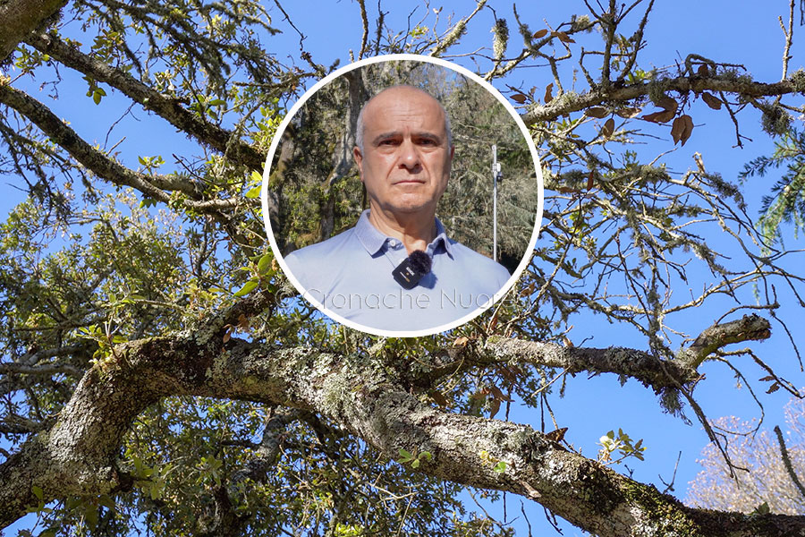 Nuoro. Allarme monte Ortobene: lecci malati e insetti che infestano il simbolo della città – VIDEO