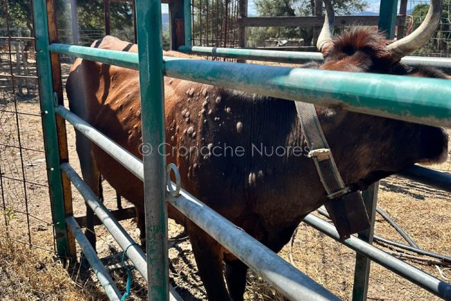 Bovino affetto da Dermatite Nodulare