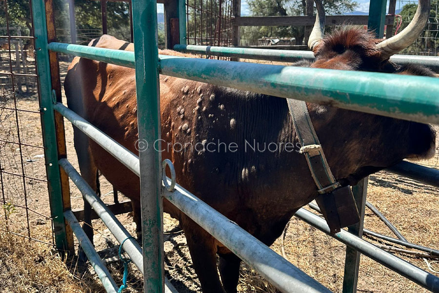 Dermatite Bovina. Monito da Coldiretti alla Todde: ” Siamo al collasso”