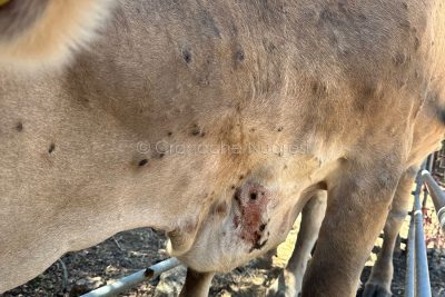 Bovino affetto da Dermatite Nodulare
