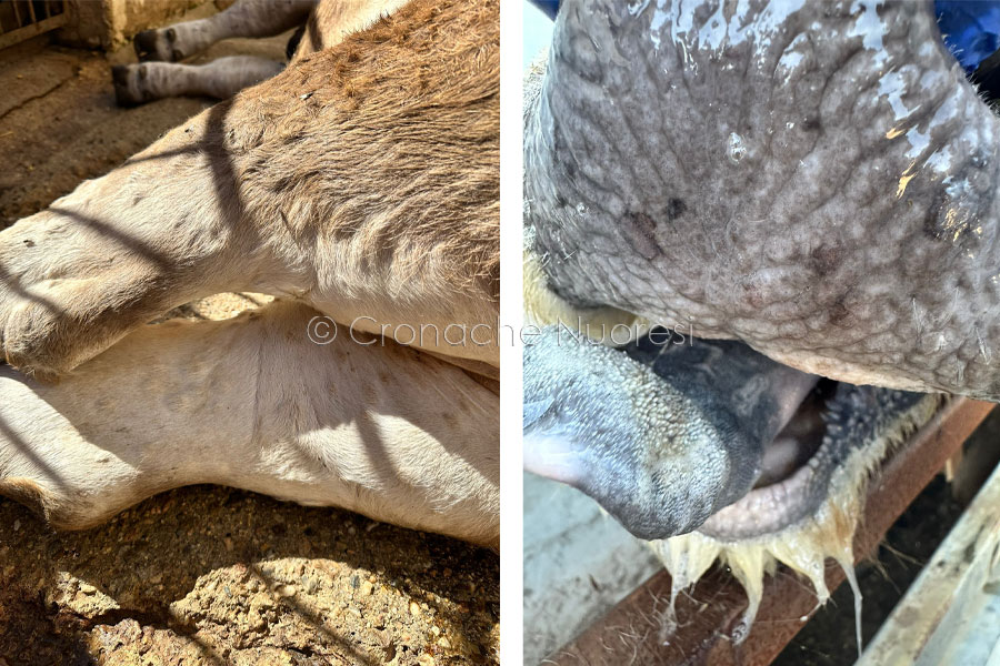 Dermatite nodulare bovina: al via la disinfestazione contro gli insetti vettori