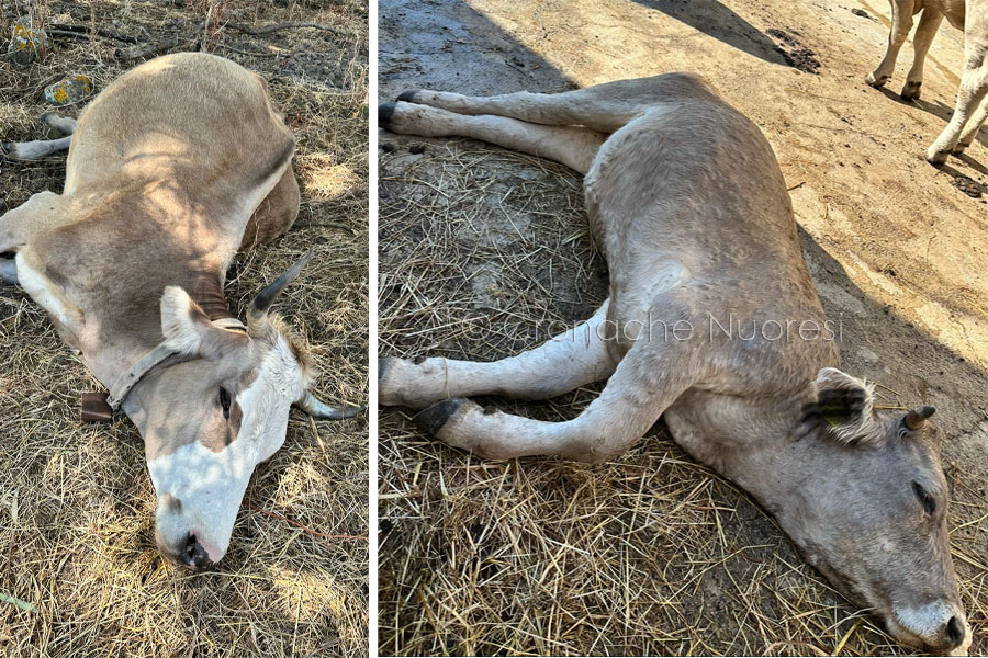 Stop alla Dermatite bovina: L’UE revoca il blocco della movimentazione. Coldiretti: “La Regione dia l’ok”